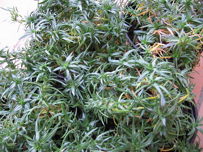 Phlox subulata