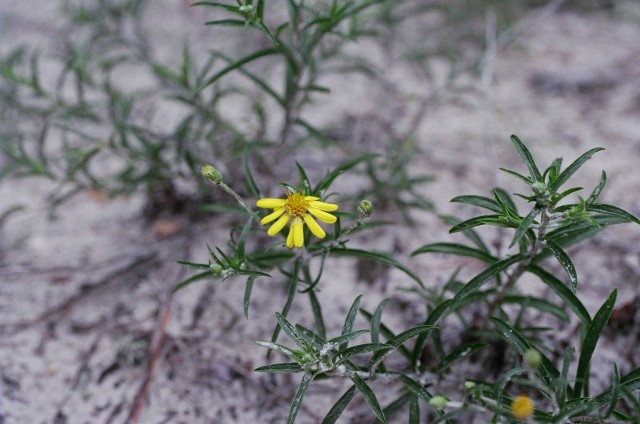 Pityopsis falcata 