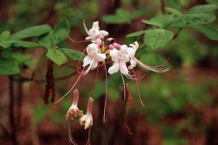 Rhododendron periclymenoides 