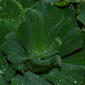 water lettuce