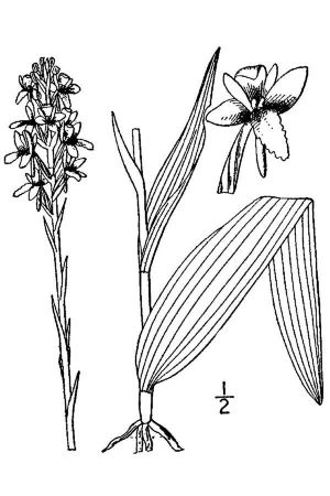 Platanthera integra