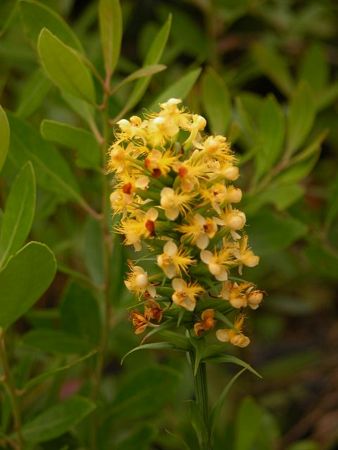 Platanthera cristata