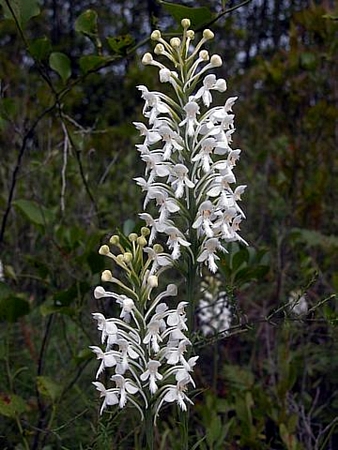 Platanthera blephariglottis