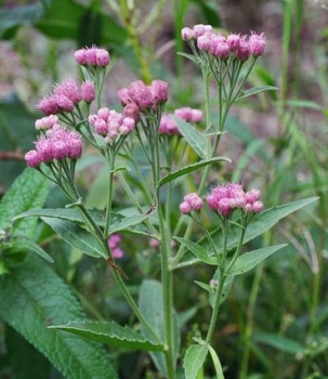 Photinia pyrifolia