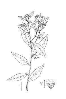 Photinia pyrifolia