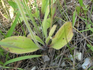 Plantago virginica 