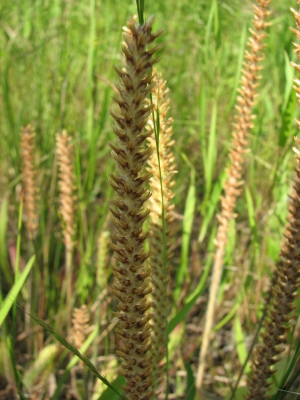 Plantago virginica 