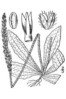 Plantago virginica 