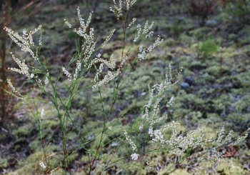 Polygonella articulata