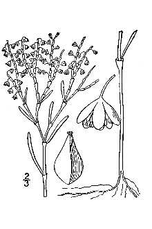 Polygonella articulata