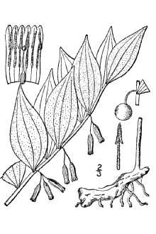 Polygonatum biflorum