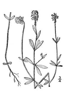 Polygala brevifolia