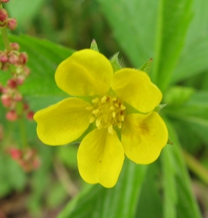 Potentilla canadensis