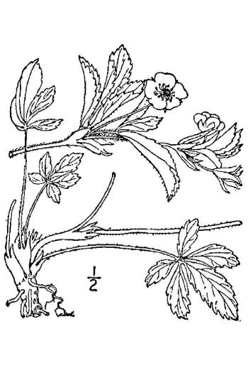 Potentilla canadensis