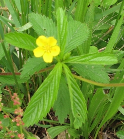 Potentilla canadensis