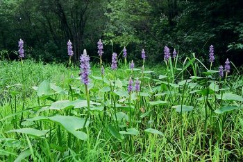 Pontederia cordata