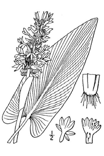 Pontederia cordata