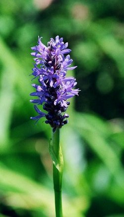 Pontederia cordata