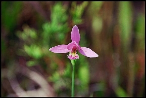 Pogonia ophioglossoides