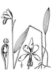 Pogonia ophioglossoides
