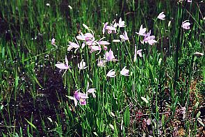 Pogonia ophioglossoides