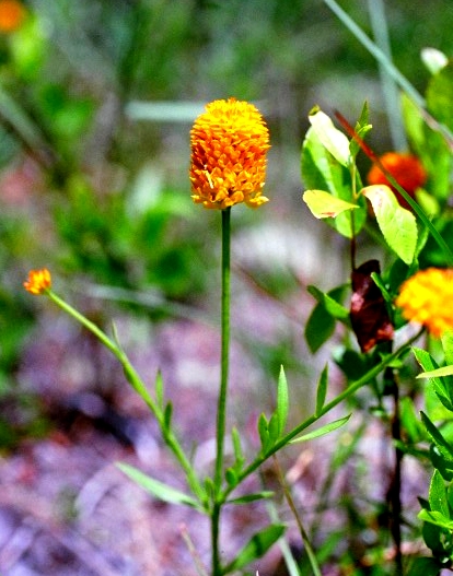 Polygala lutea 