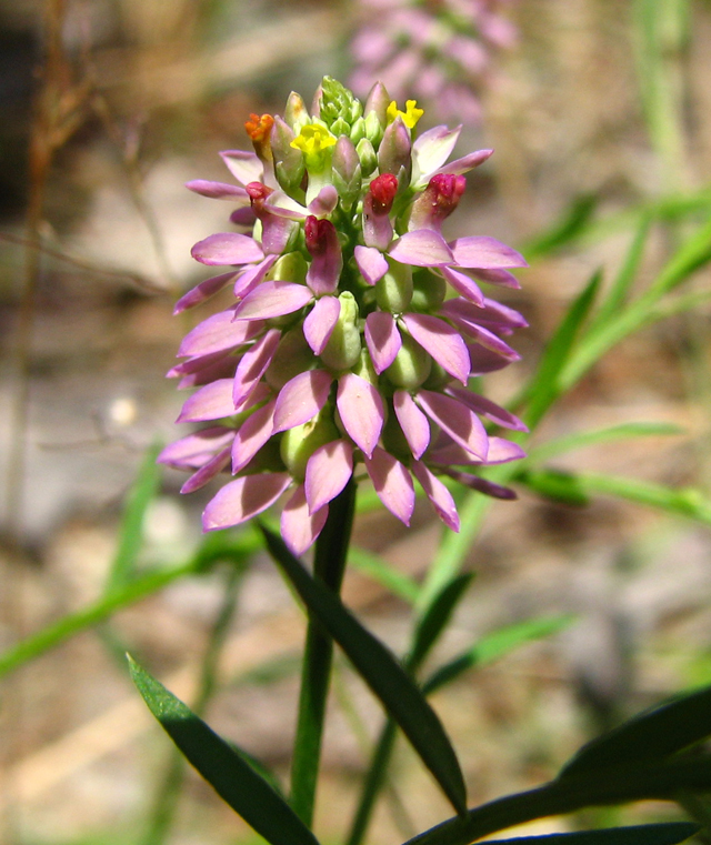 Polygala mariana