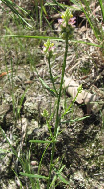 Polygala nuttallii