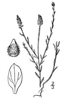 Polygala nuttallii