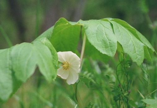 Podophyllum peltatum