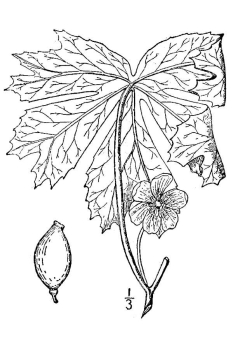 Podophyllum peltatum