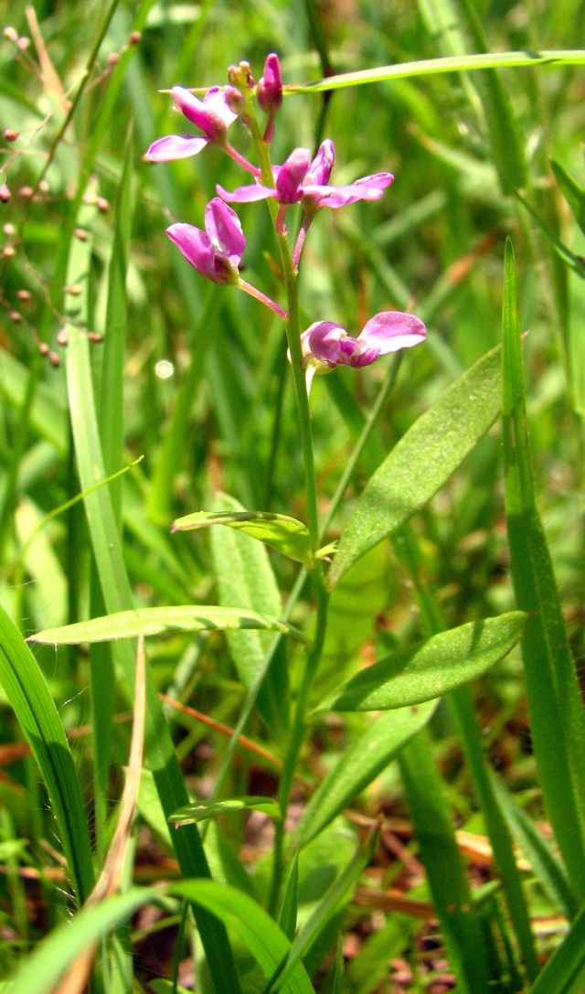 Polygala polygama