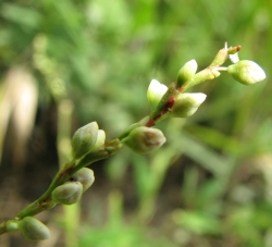 Polygonum punctatum