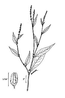 Polygonum punctatum