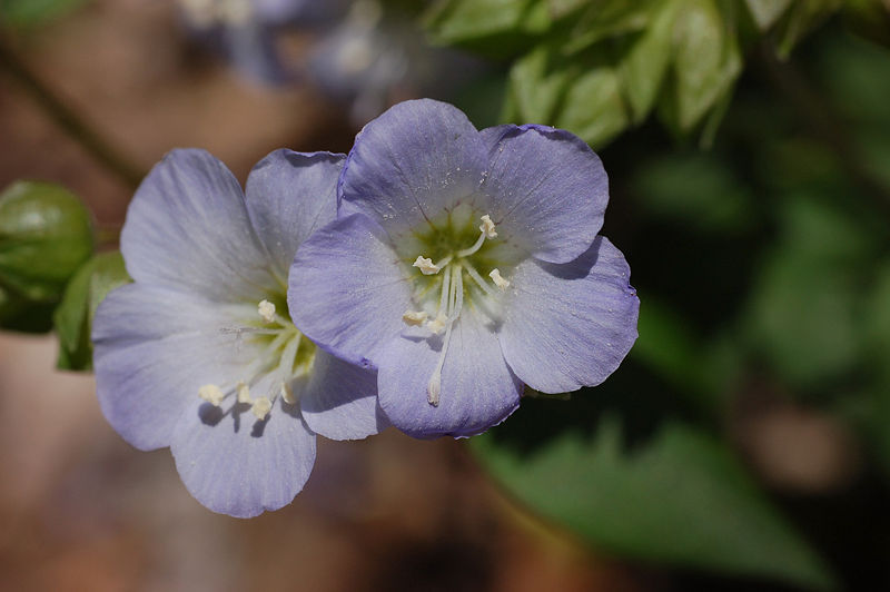 Polemonium reptans