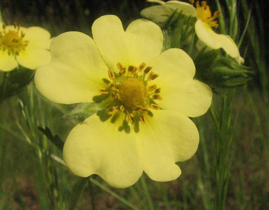 Potentilla recta