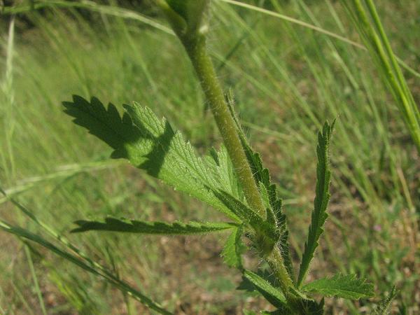 Potentilla recta