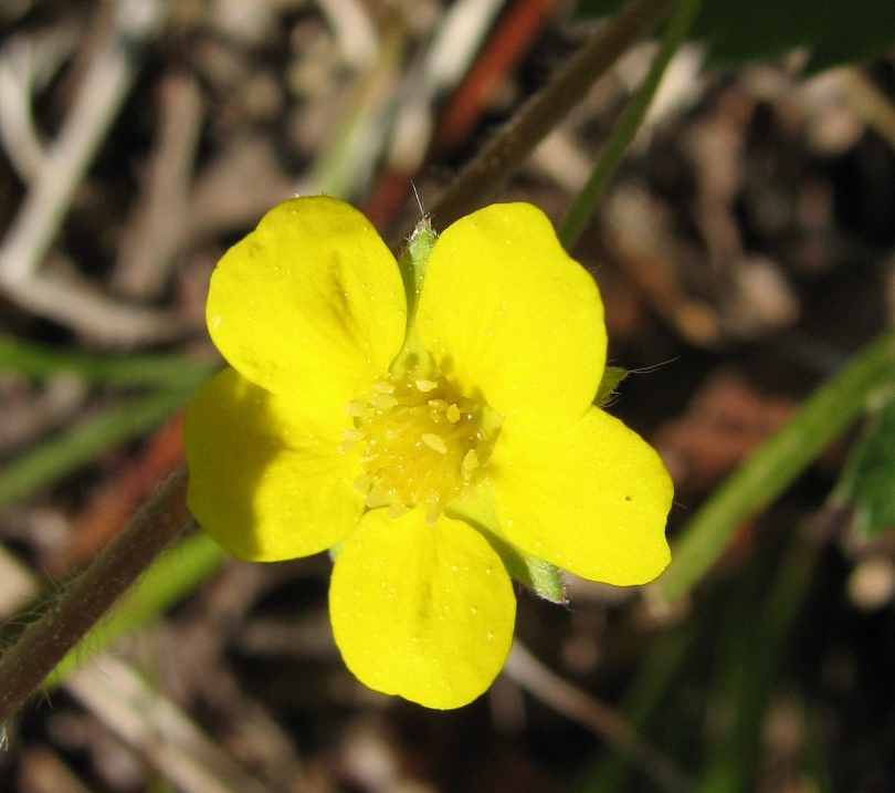 Potentilla simplex 