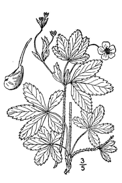 Potentilla simplex 