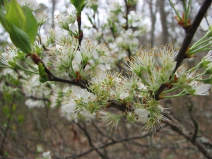 Prunus maritima