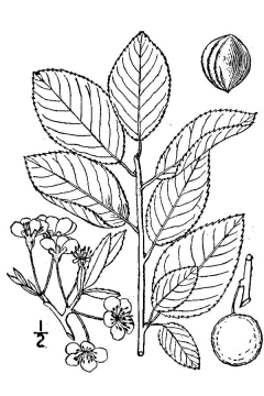 Prunus maritima