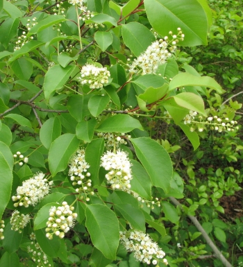 Prunus serotina