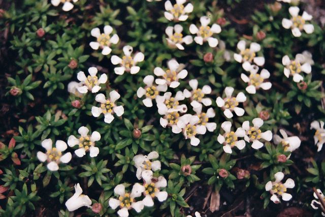 Pyxidanthera barbulata