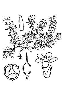 Pyxidanthera barbulata