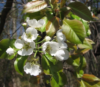 Pyrus communis