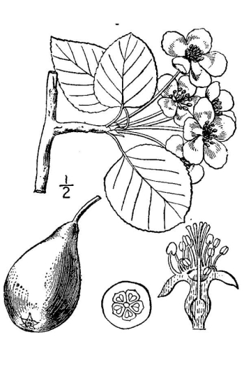 Pyrus communis