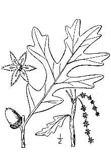 Quercus alba