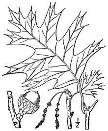 Quercus velutina