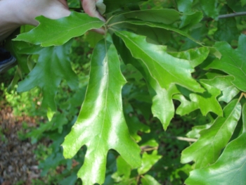 Quercus falcata