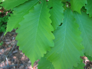 Quercus prinus